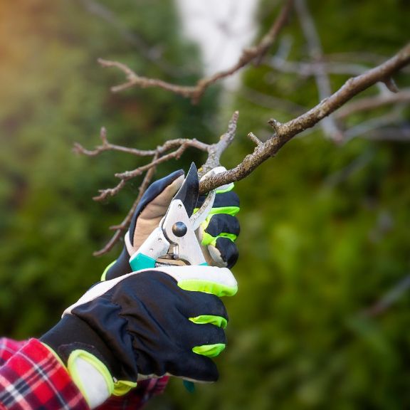 Five Mistakes Gardeners Make with Fruit Trees (and how to avoid them ...