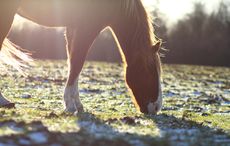 EBFKWX A beautiful Horse in early evening frost grass