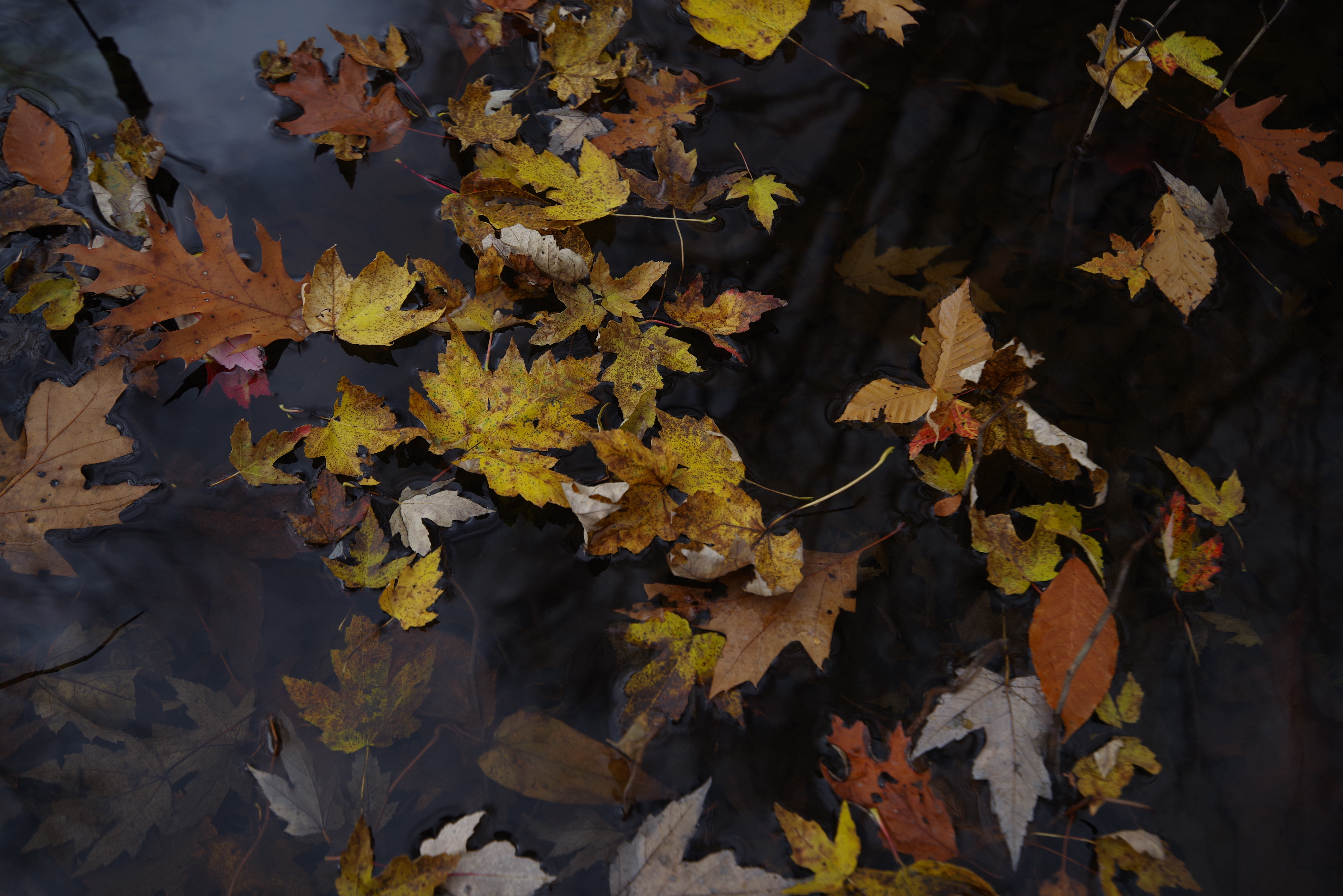 An image shot with the Pentax 15-30mm f/2.8 and the Pentax K-1 Mark II