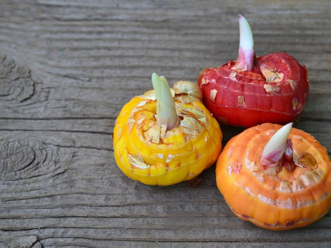 Yellow Red And Orange Gladiolus Bulbs