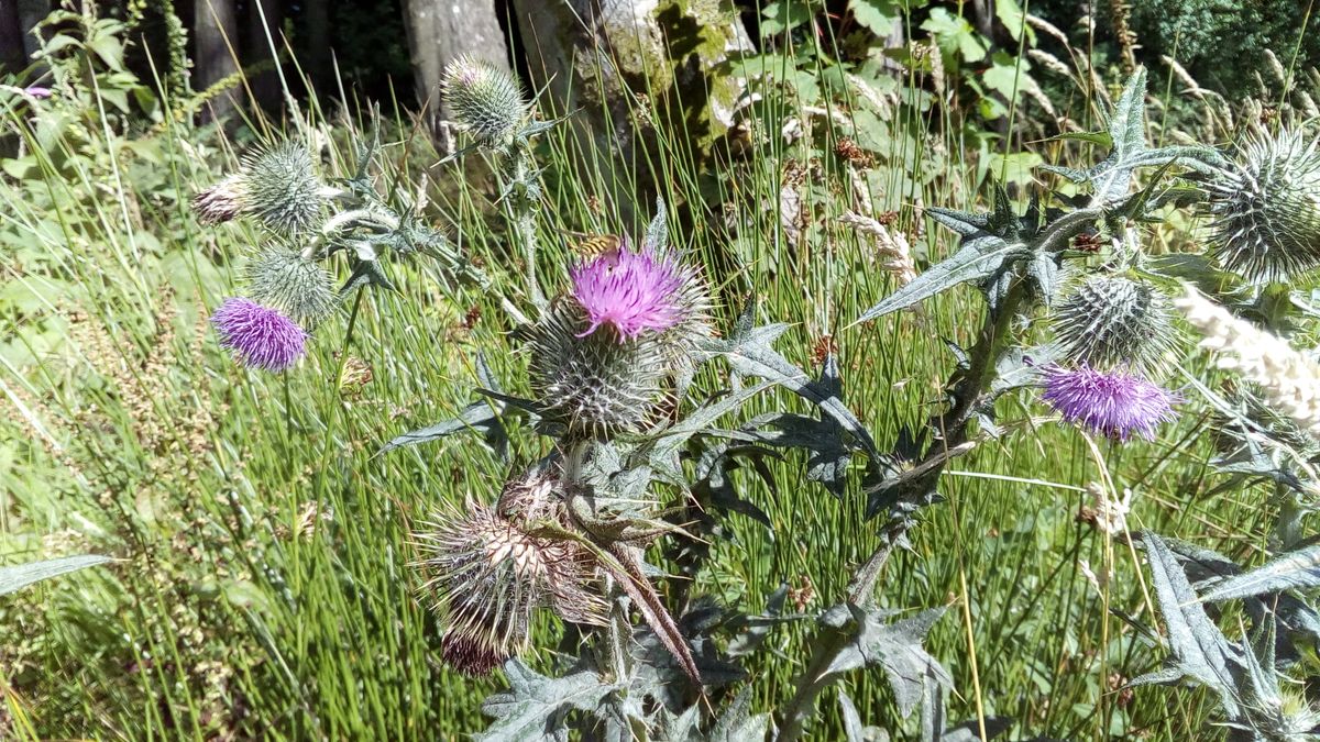 This thistle close-up is sharp and detailed.
