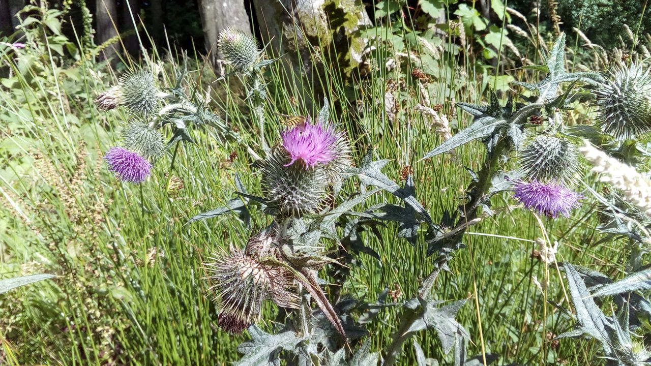 This thistle close-up is sharp and detailed.