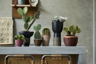 succulents displayed on a kitchen worktop