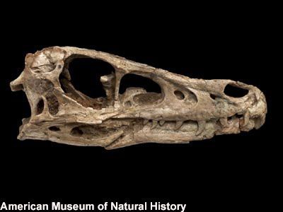 Velociraptor: Facts about the 'Speedy Thief' | Live Science