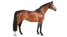 G3WP8N a brown horse in studio against a white background, isolated