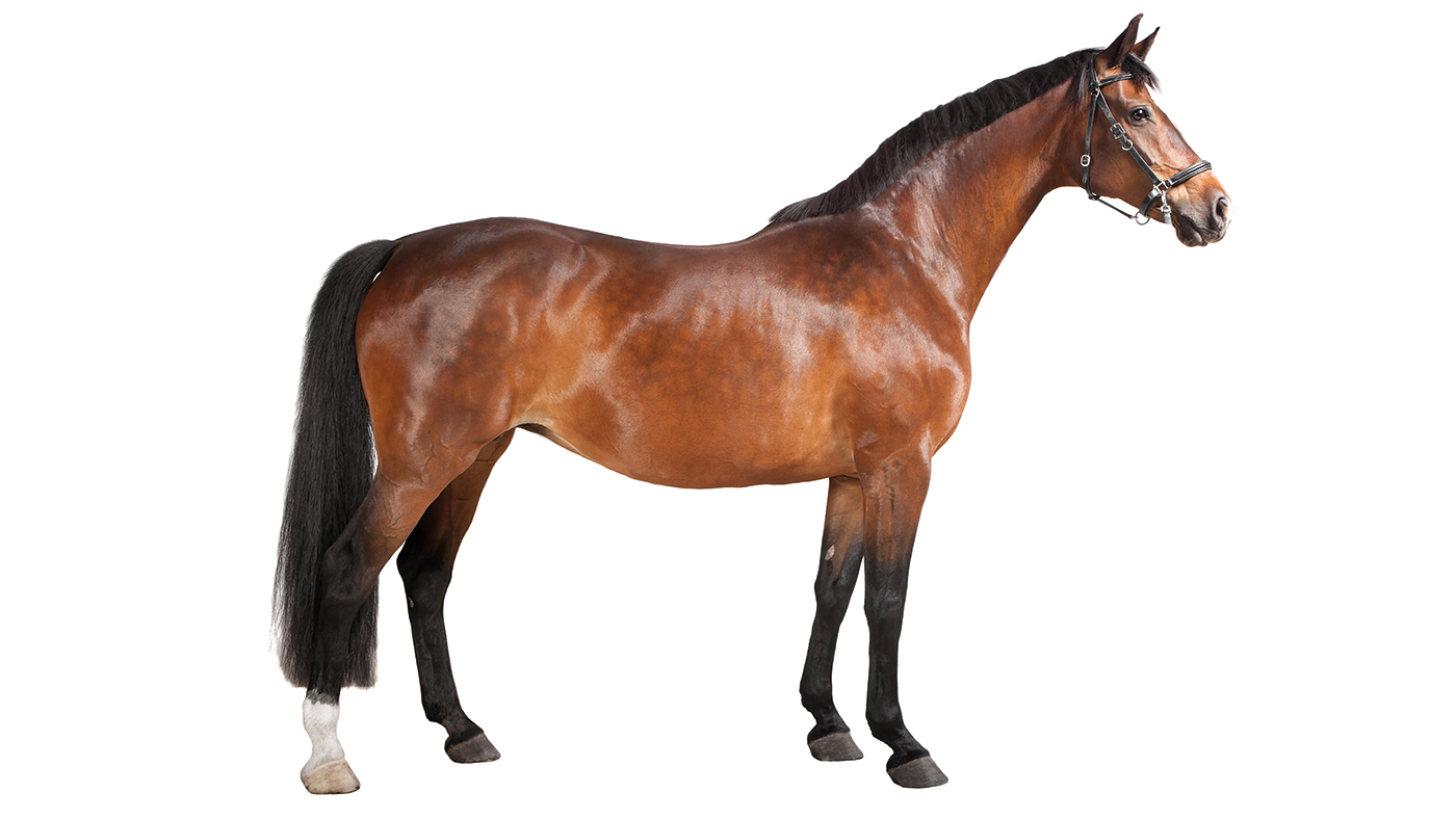 G3WP8N a brown horse in studio against a white background, isolated