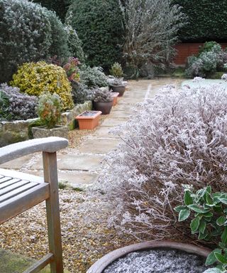 A frost-covered winter garden