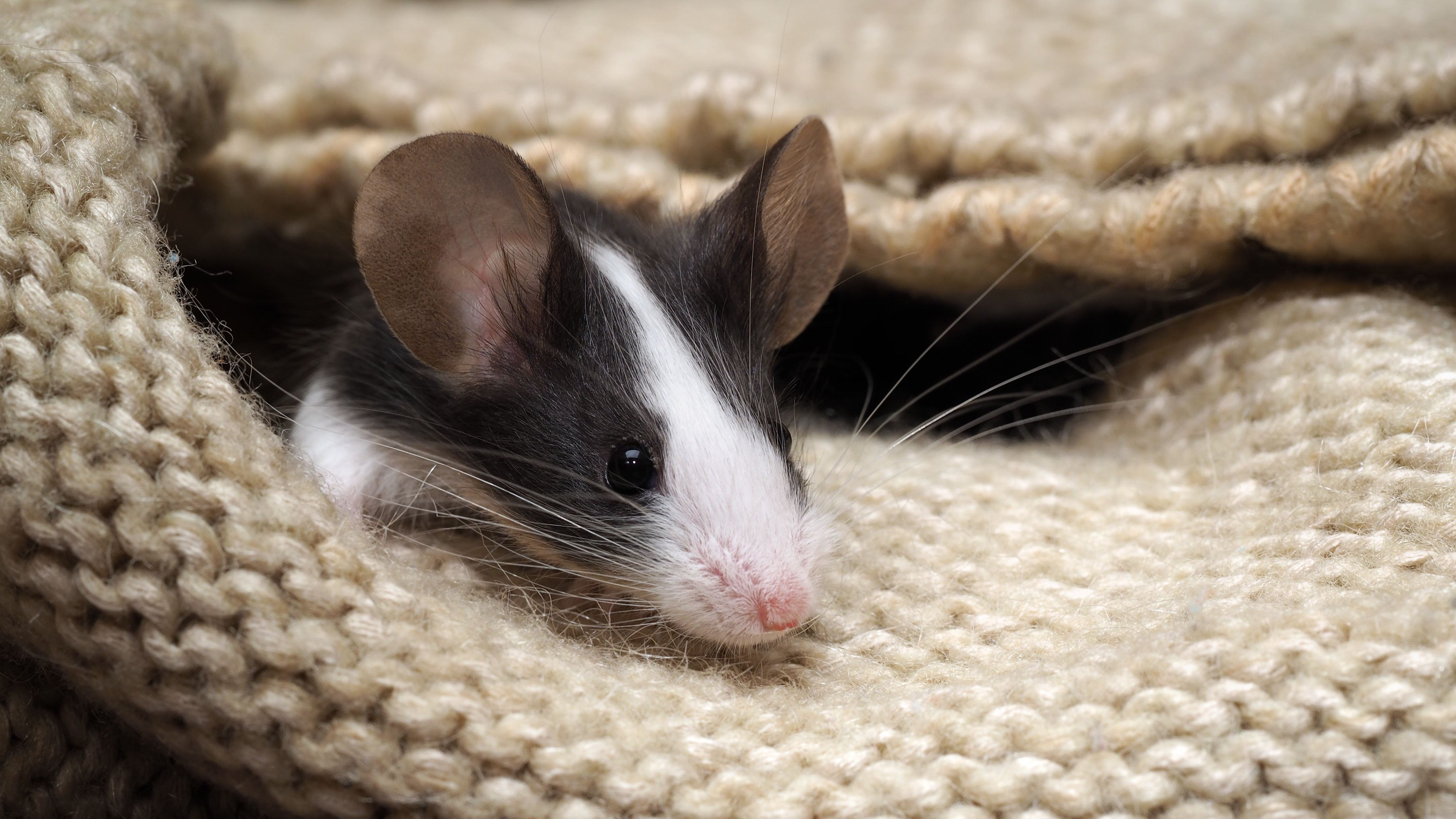 Mouse hidden in warm material