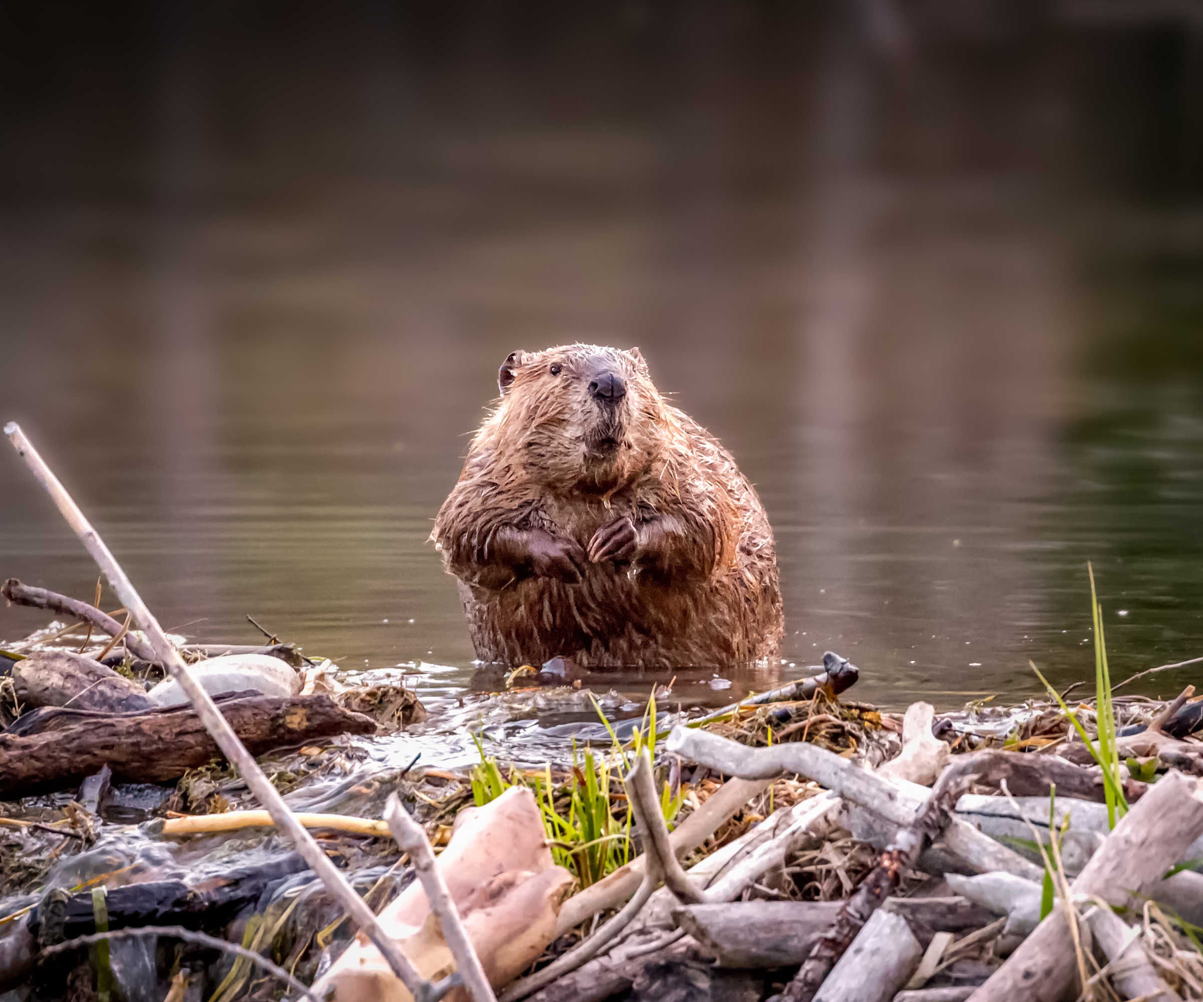 A beaver standing atop its dam