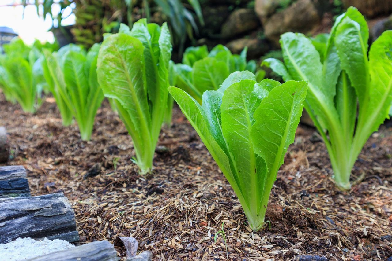 Rows Of Planted Romaine Lettuce