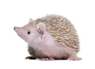 Lesser hedgehog tenrec