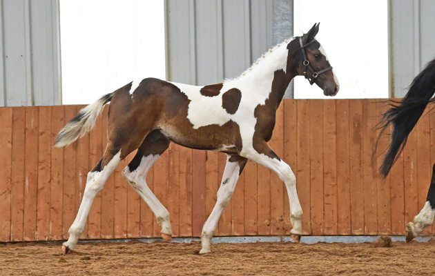 OF4_2464 HAZELWOOD UTAH'S ROMEO MR