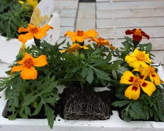 A pack of Tagetes marigold plants bought from the garden centre