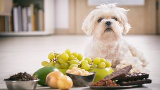 Maltese terrier with grapes and other toxic food