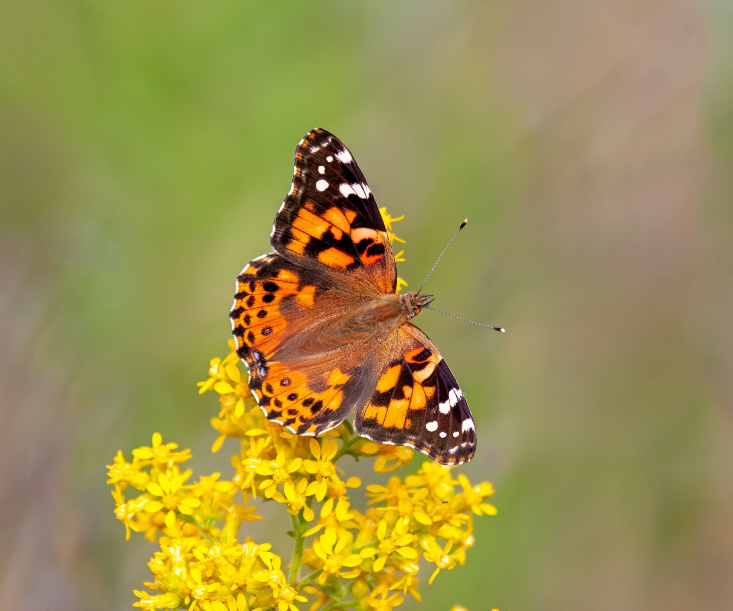 A Painted Lady Butterfly Pollinates a Goldenrod Flower
