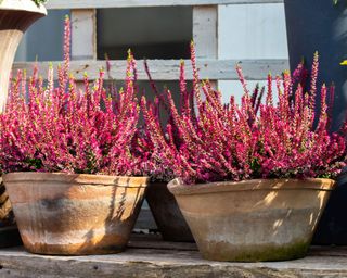 pink winter flowering heather plants in terracotta pots