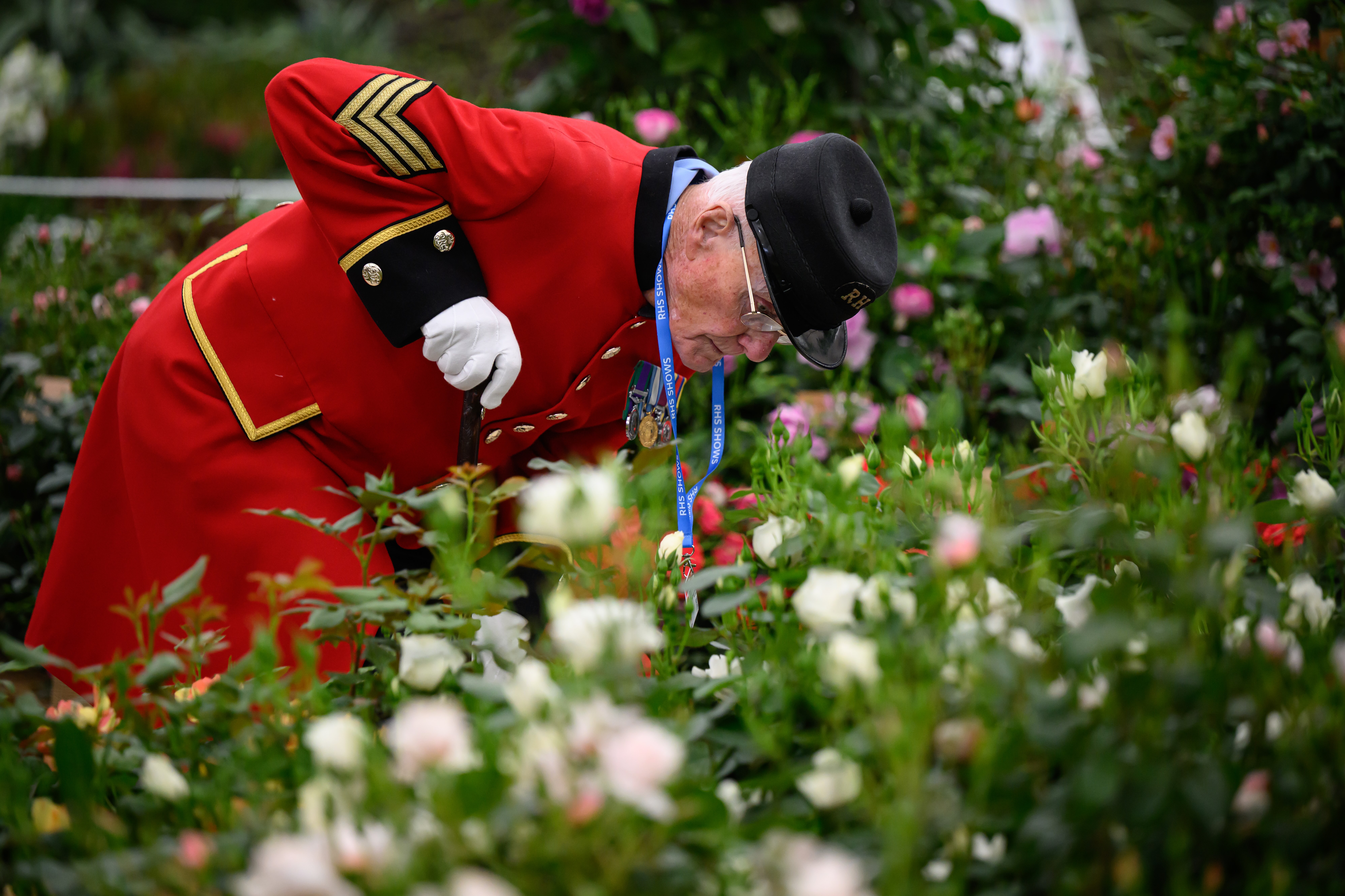 Y 18: A Chelsea Pensioner from the Royal Hospital Chelsea smells flowers  at the Chelsea Flower Show on May 18, 2026 in London, England. 