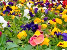 Pansy Flowers Of All Colors