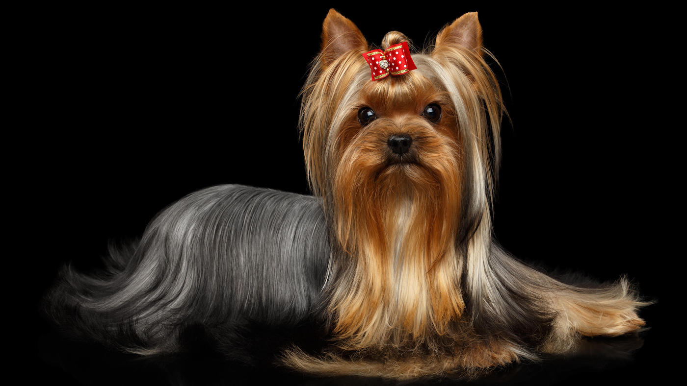 Yorkshire Terrier