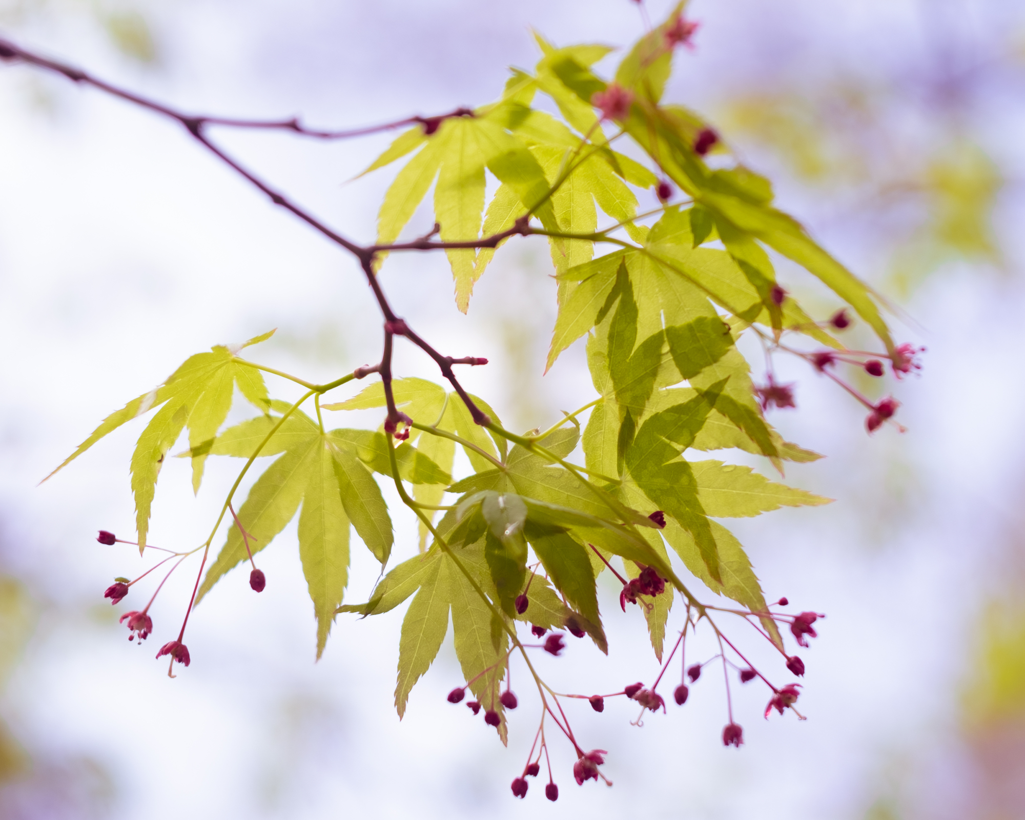 Beni Kawa Japanese maple leaves
