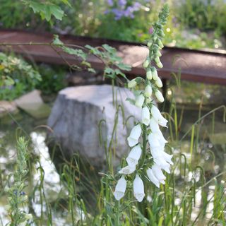 Close up of a white foxglove with grasses and pond in the background