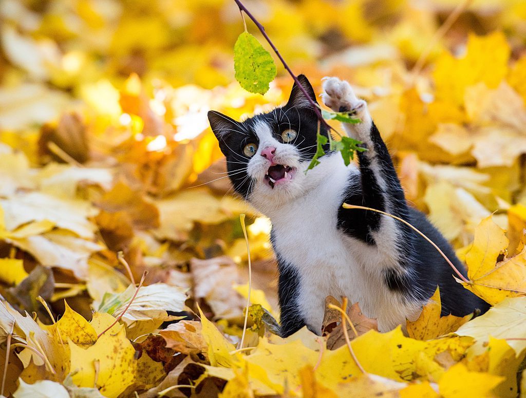 Your cat is destroying the environment The Week