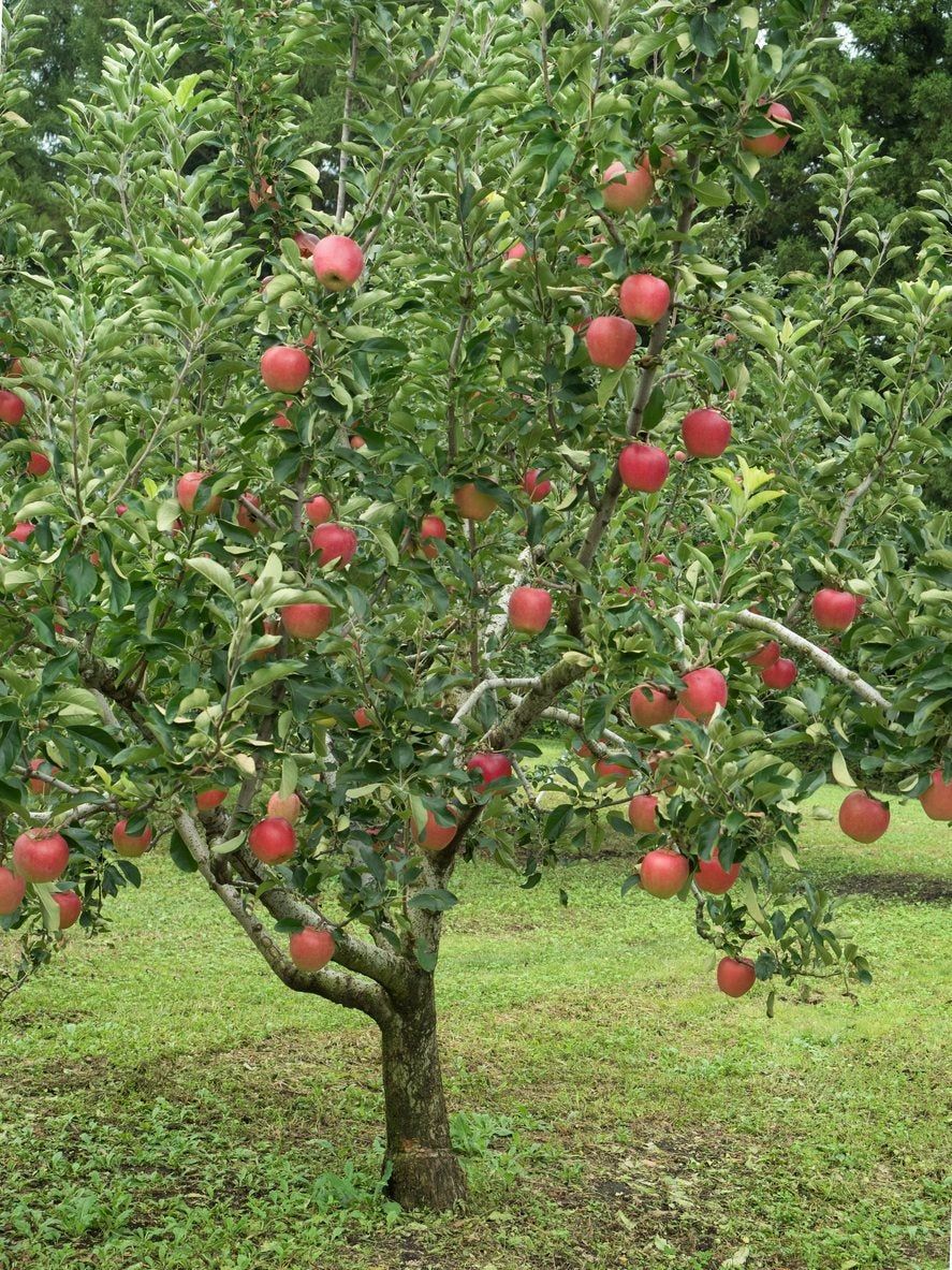 zone 5 fruit tree