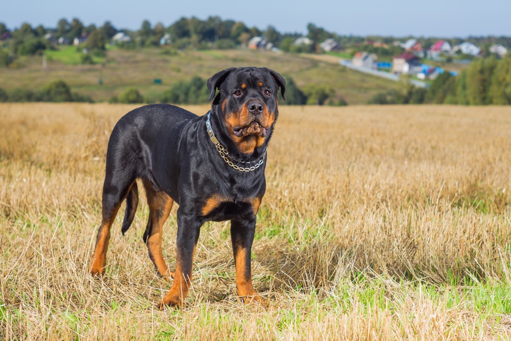 The 10 Most Popular Dog Breeds | Live Science