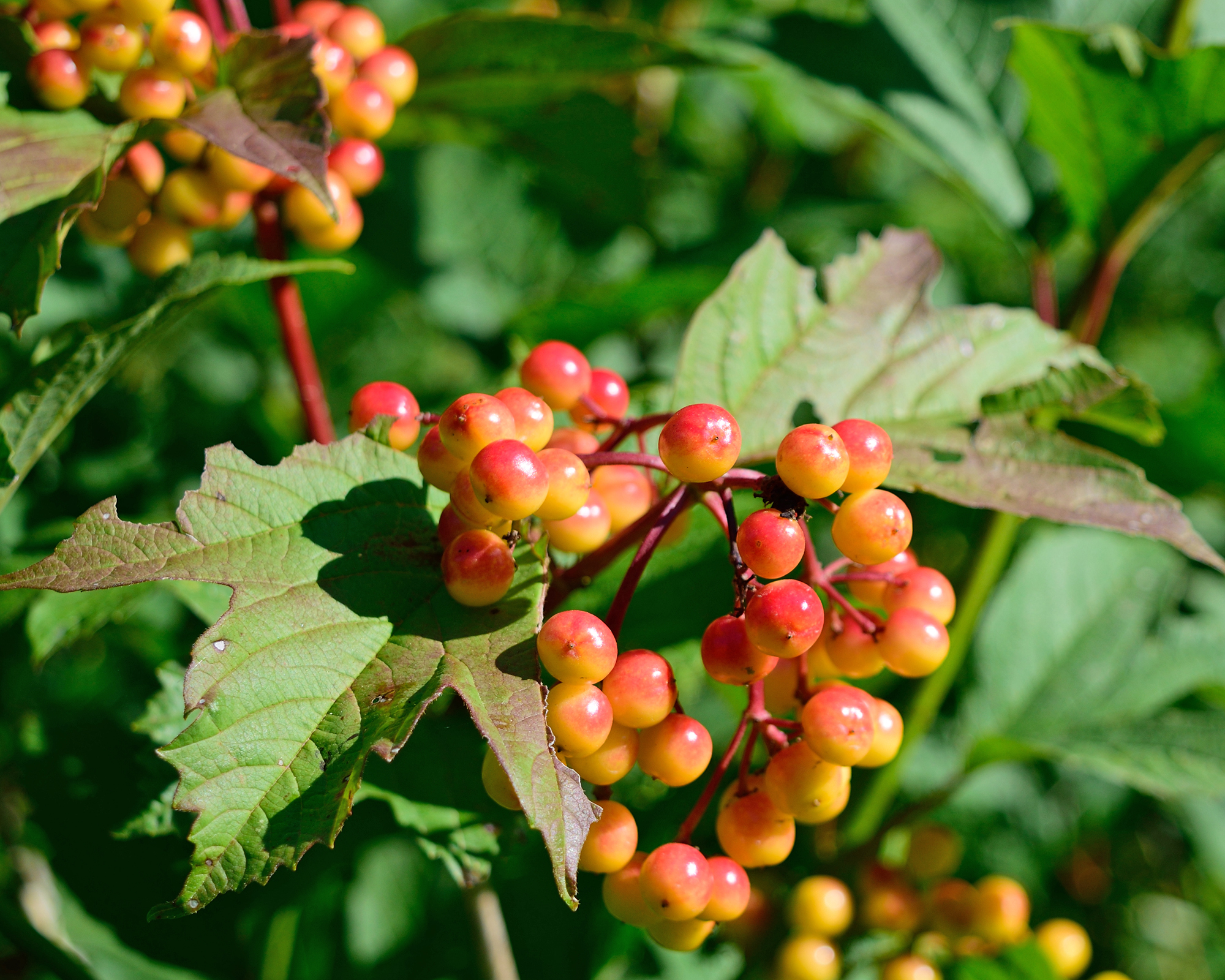 American cranberrybush with berries