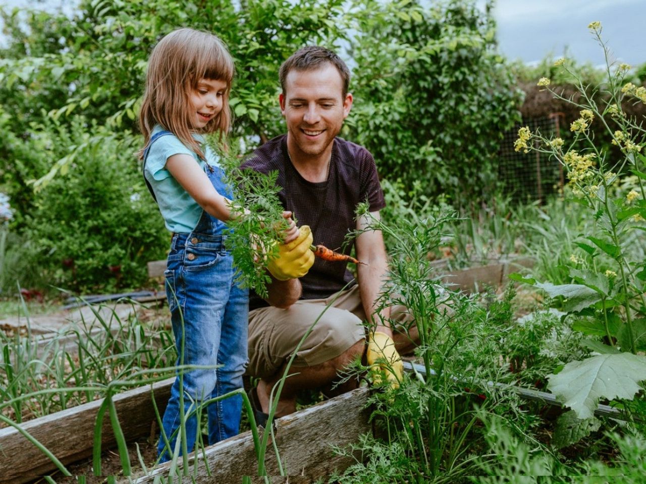 A man and a little girl happily pick carrots