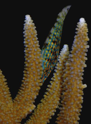 fish, filefish, harlequin filefish, orange spotted filefish, coral, coral reefs, camouflage, masquerade, Acropora