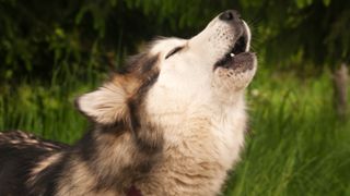 Why do dogs howl? Close up side shot of dog howling