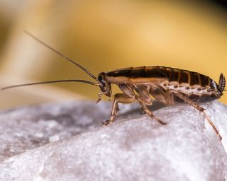 A German cockroach insect sitting on a rock