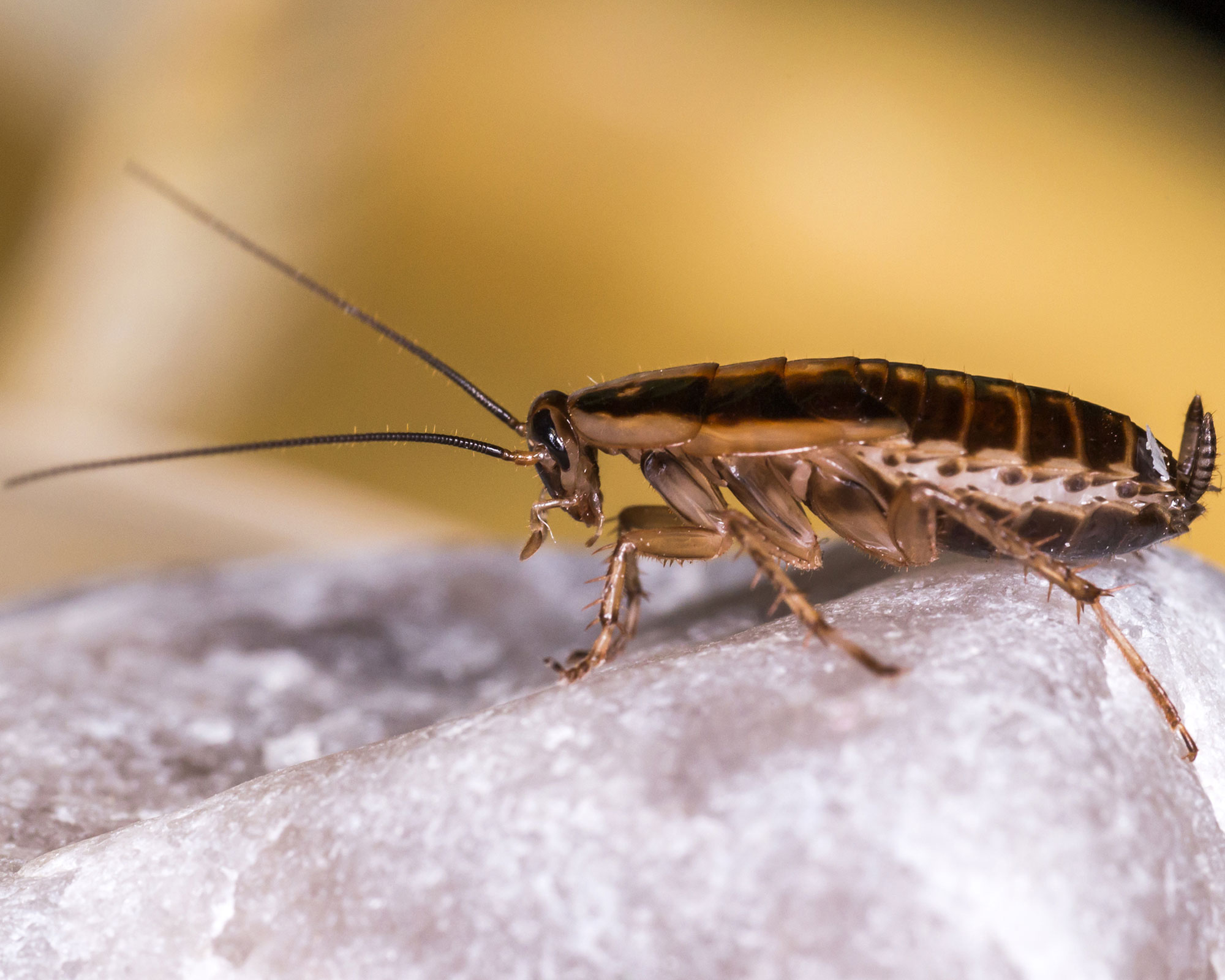 how to identify bugs - the german cockroach - GettyImages-476531424