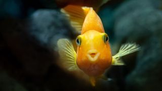 Orange fish swimming in water and looking into the camera