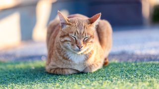 Ginger cat on the lawn assuming the cat loaf cat sleep position