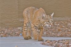 Bobcat on sidewalk stalking