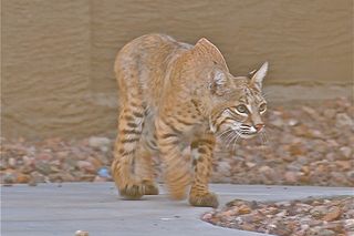 Bobcat on sidewalk stalking