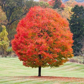 Sugar Maple Tree