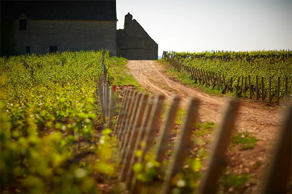 The-vineyards-of-Olivier-Leflaive.-Credit-Olivier-Leflaive.jpg