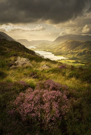 Buttermere Bloom, The Lake District, Cumbria, England