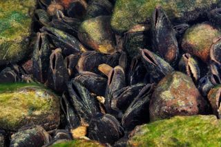 Freshwater pearl mussels Cumbria