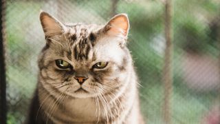 A grumpy-looking cat