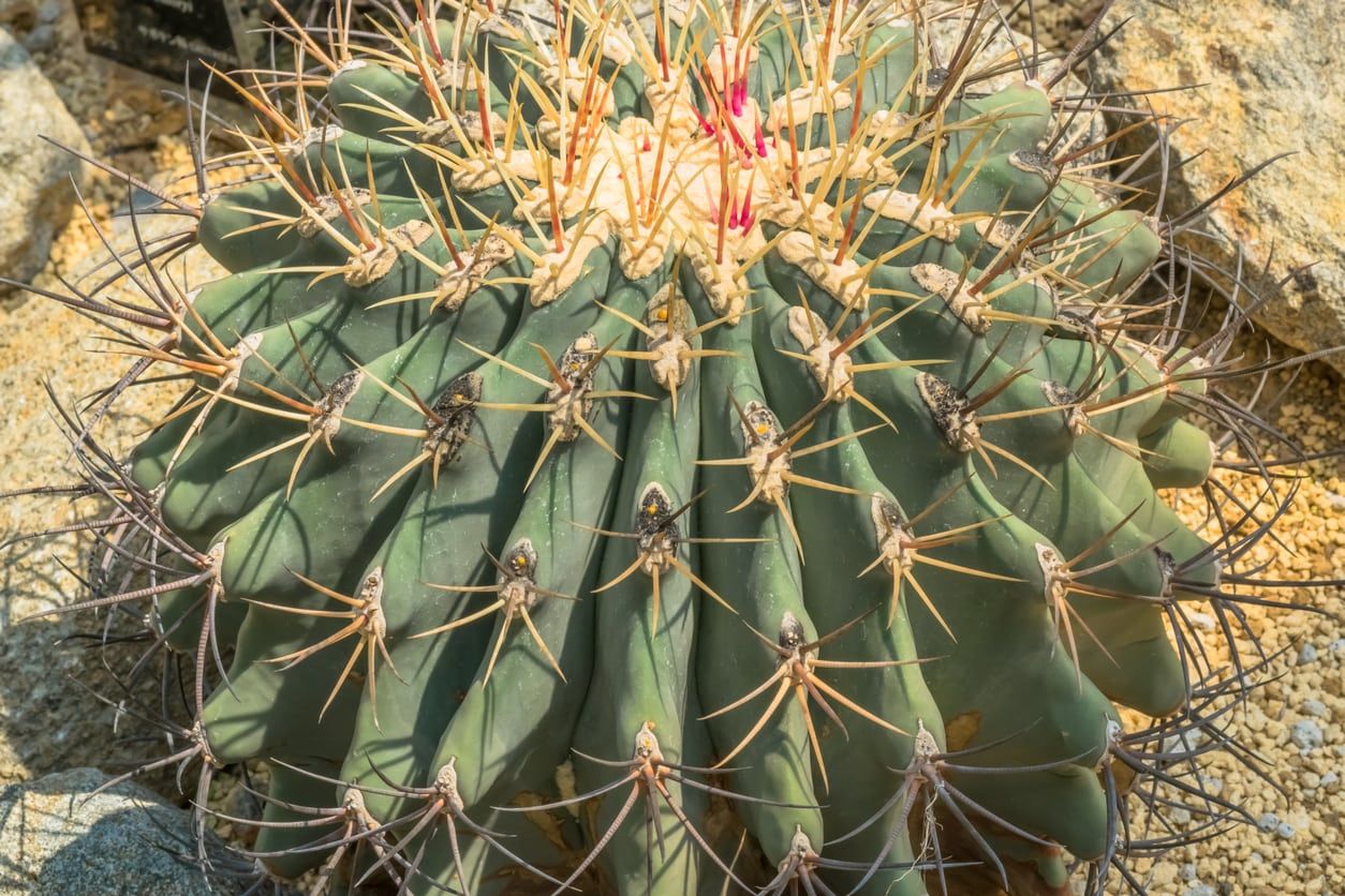 Ferocactus emoryi