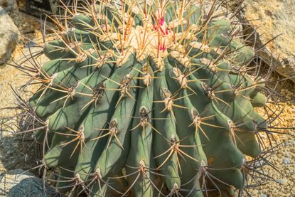 Arizona Barrel Cactus Info: Carin For Arizona Barrel Cacti In Gardens