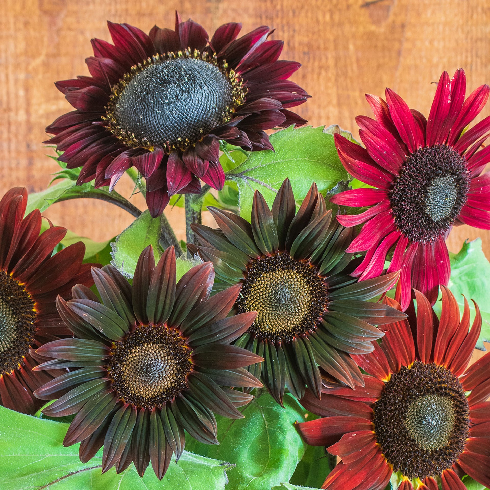 Chocolate Cherry Sunflower - 100 Seeds