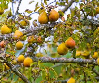 Pear tree in sunlight