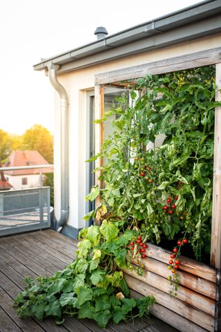 Tomatoes growing on a balcony