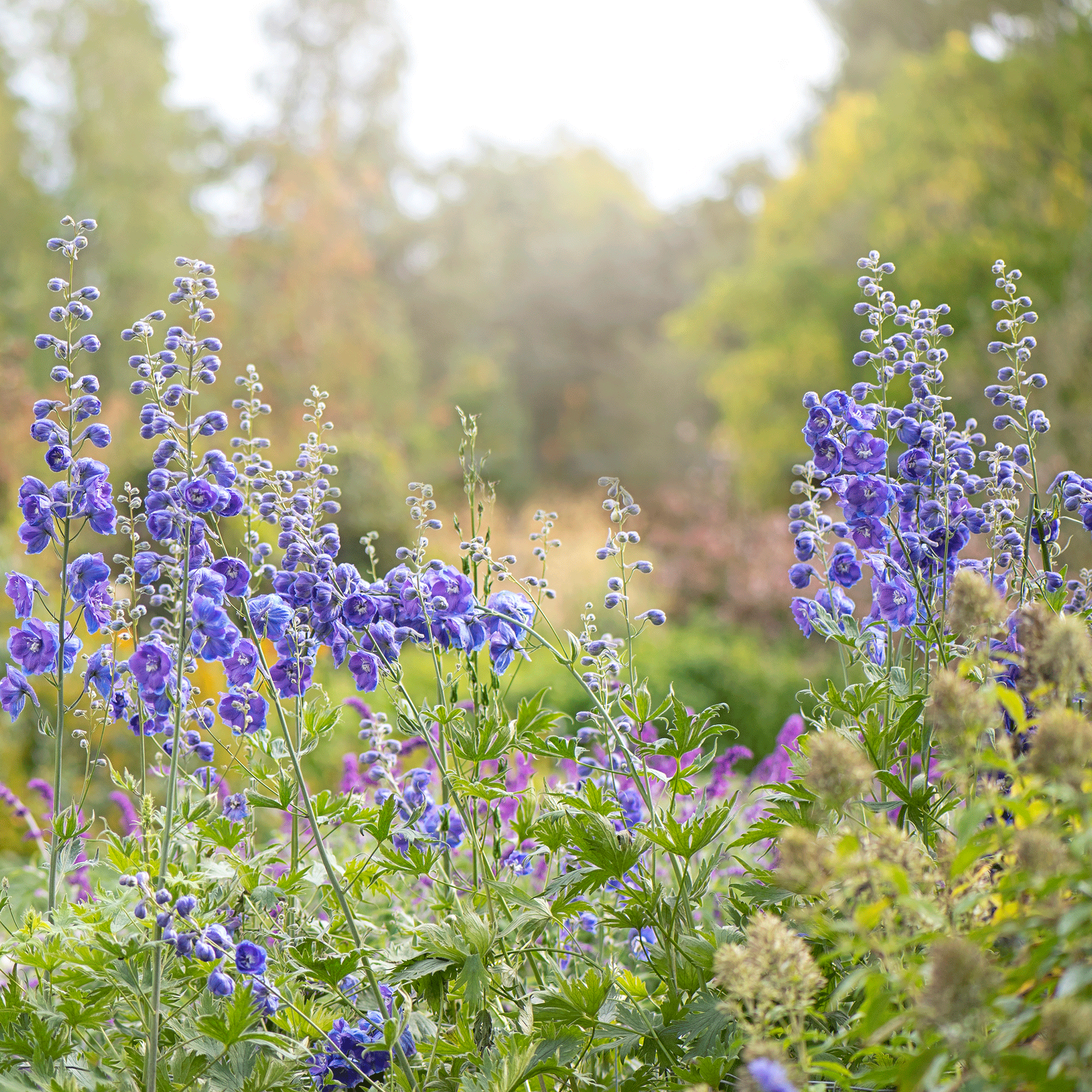 Delphiniums in cut flower garden