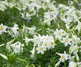 Easter lily flowers